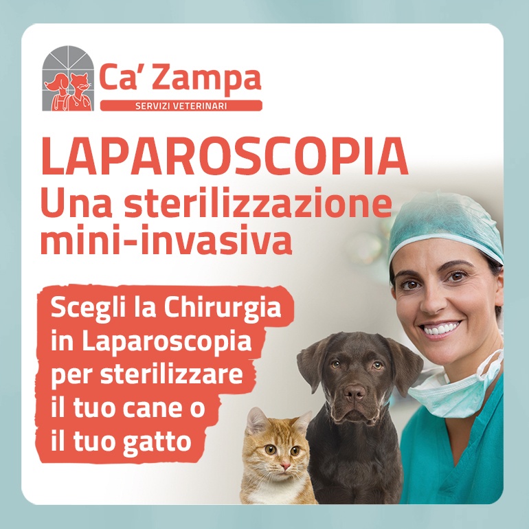 Laparoscopia, l'eccellenza della chirurgia mini invasiva a Ca' Zampa